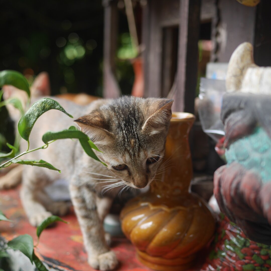 kitty, Baan Pao Sam Kha, Thailand