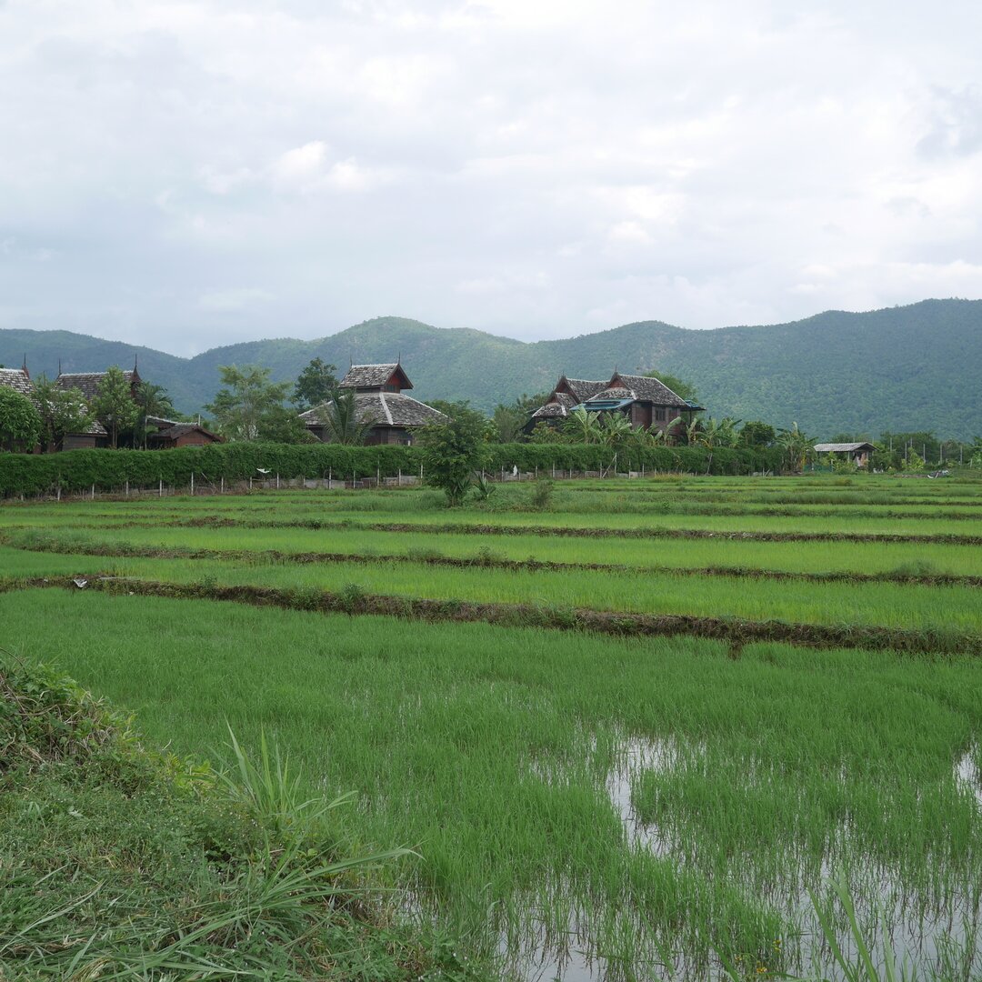 rice fields and clouds, Baan Pao Sam Kha, Thailand