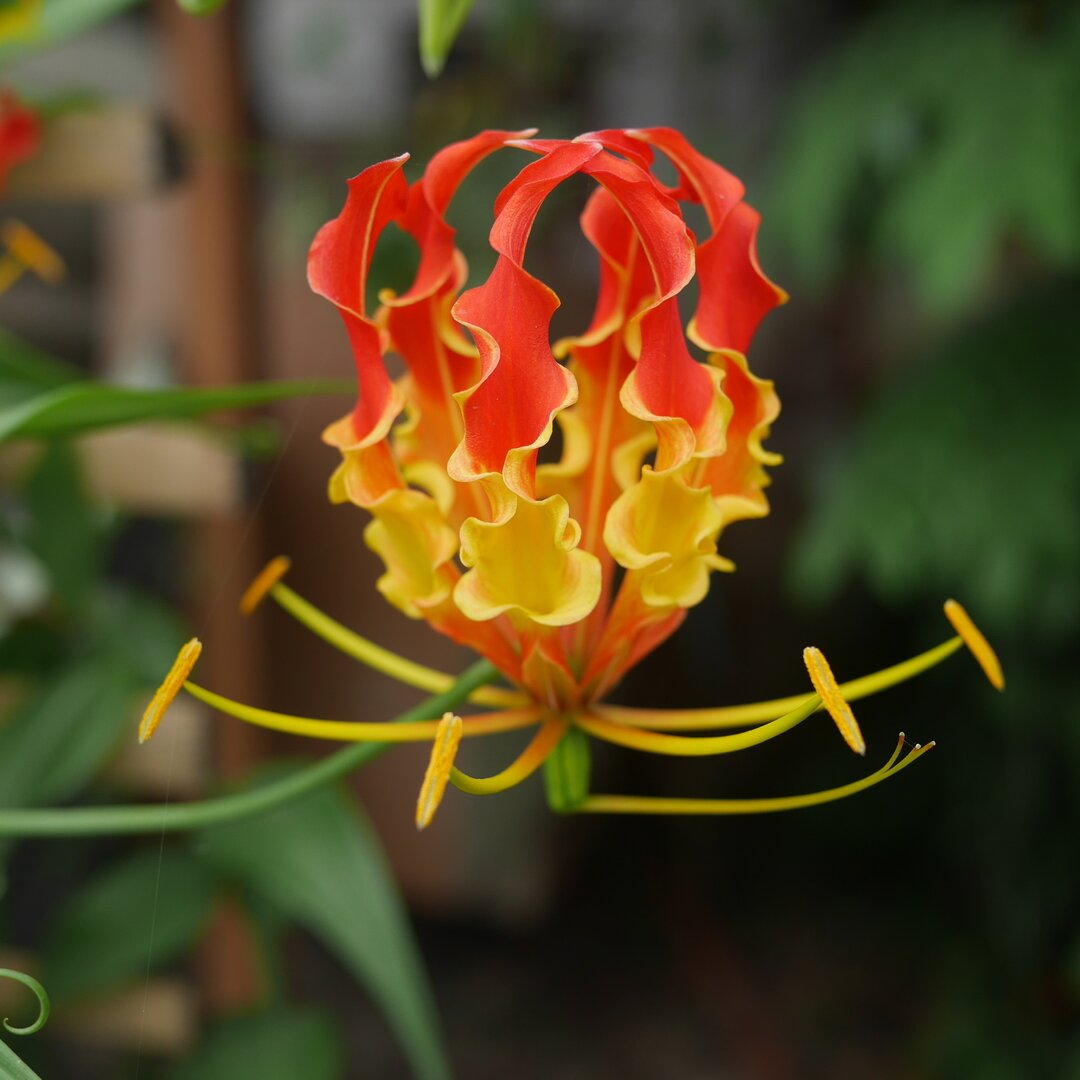 bright flame flower, Baan Pao Sam Kha, Thailand