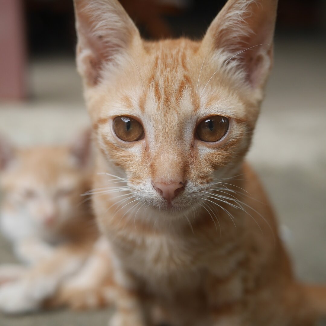 orange cat, Baan Pao Sam Kha, Thailand