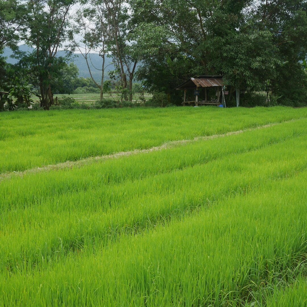 rice field and hut, Baan Pao Sam Kha, Thailand