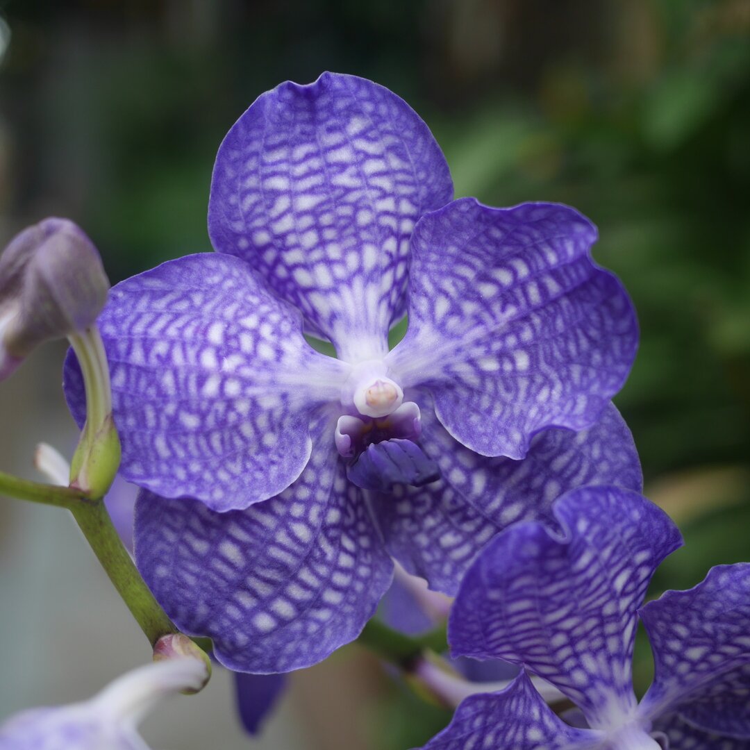 purple lace orchid, Chiang Mai, Thailand