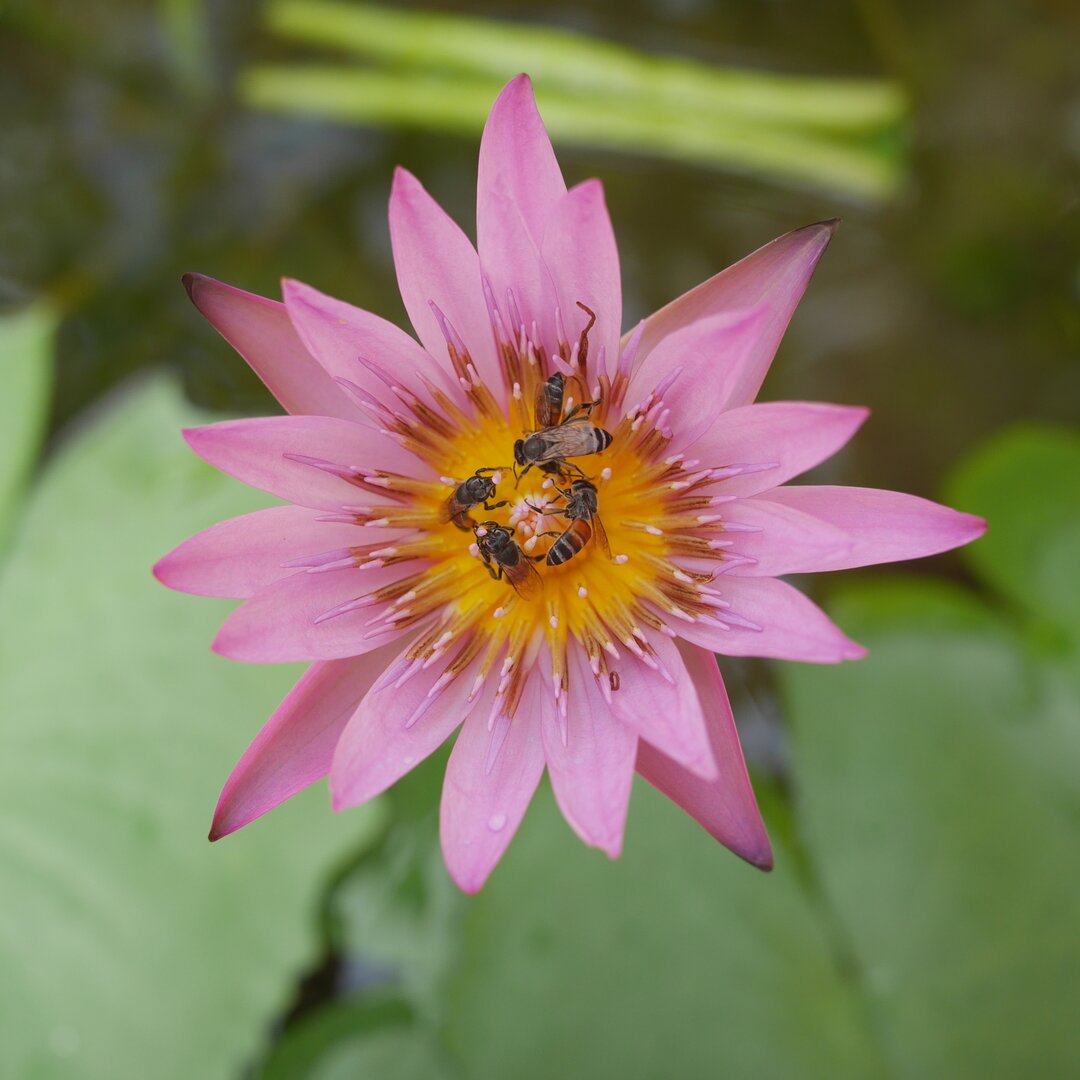 bees and water lily, Wat Pho, Bangkok, Thailand