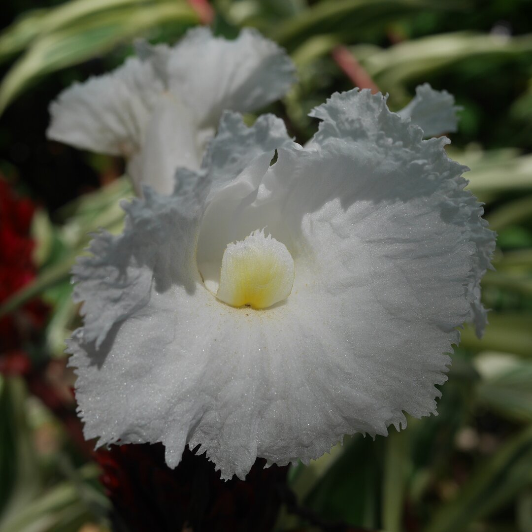 white flower, Chumphon, Thailand