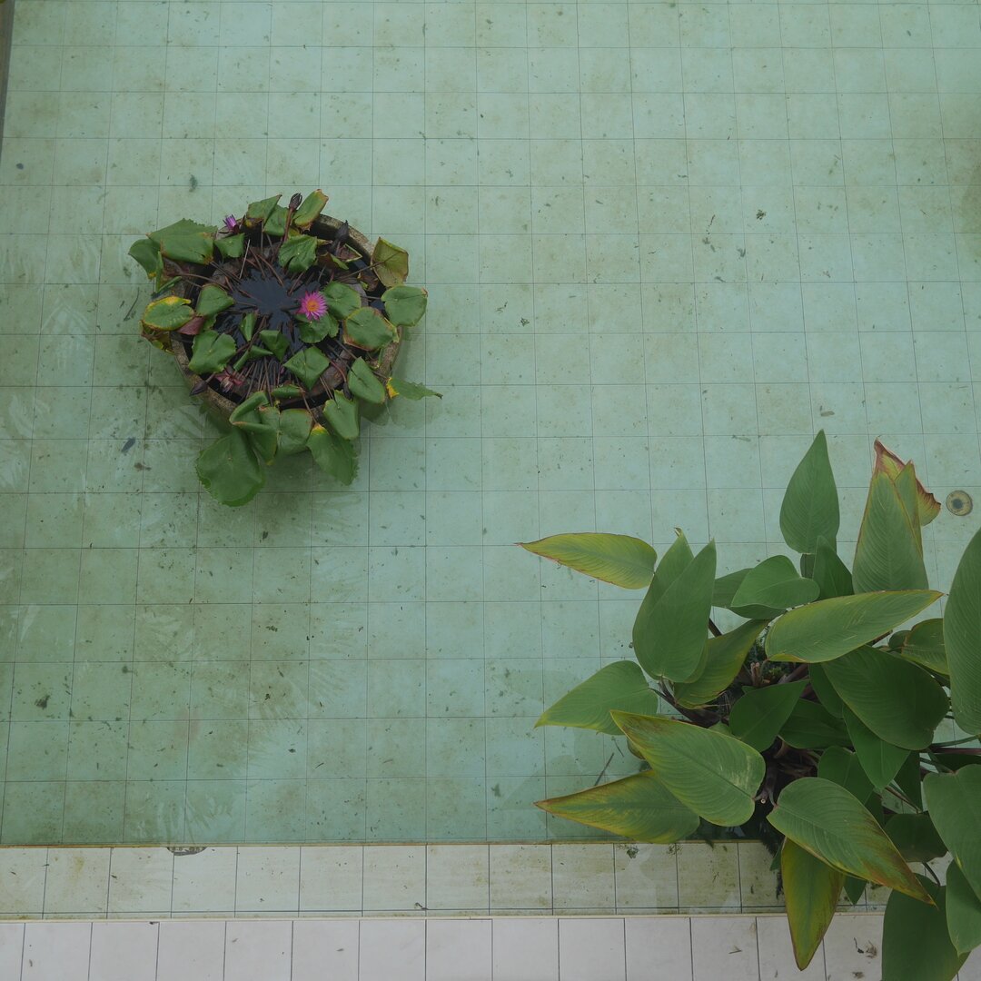 pool and plants, Ko Samui, Thailand
