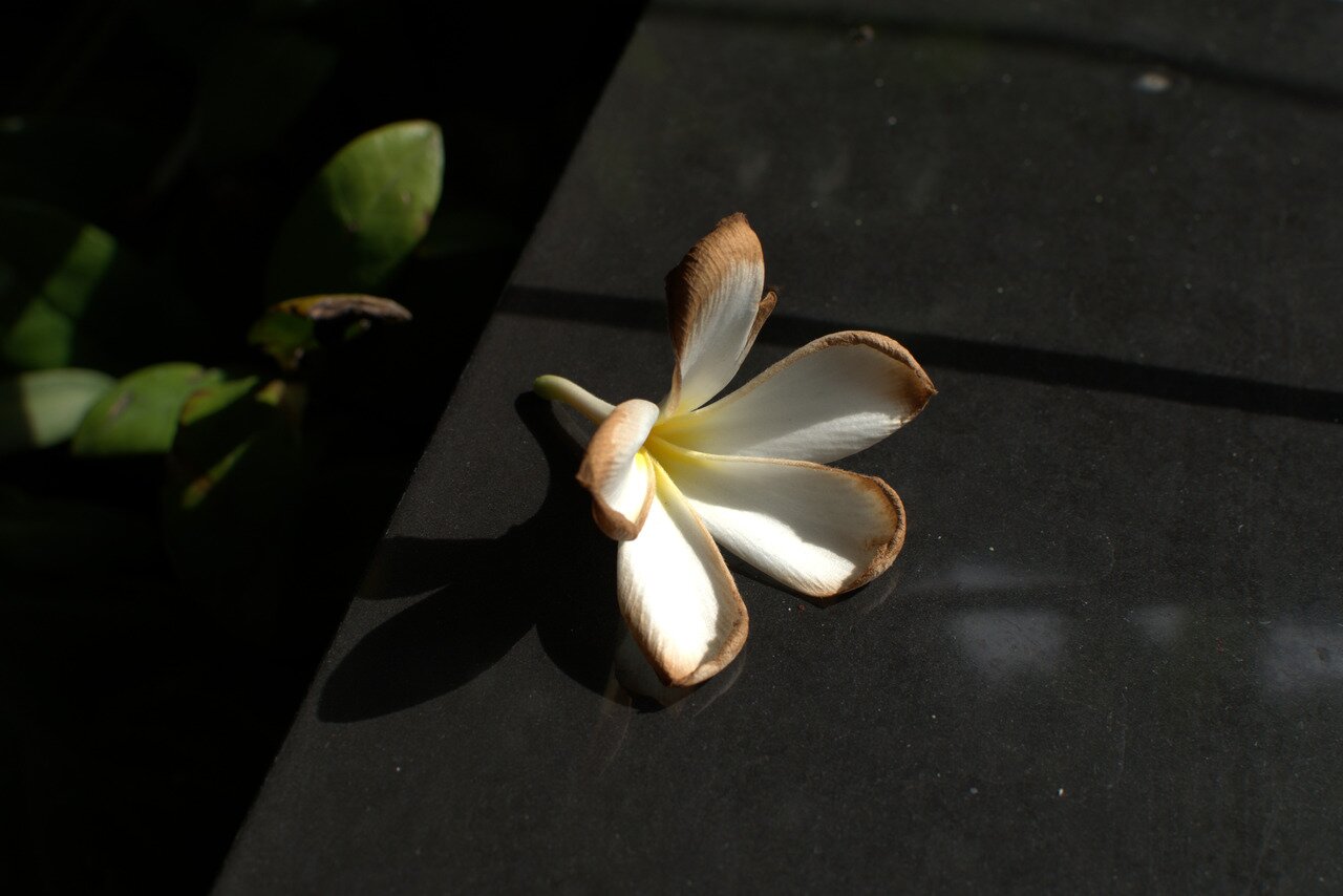 faded plumeria blossom, Bangkok, Thailand