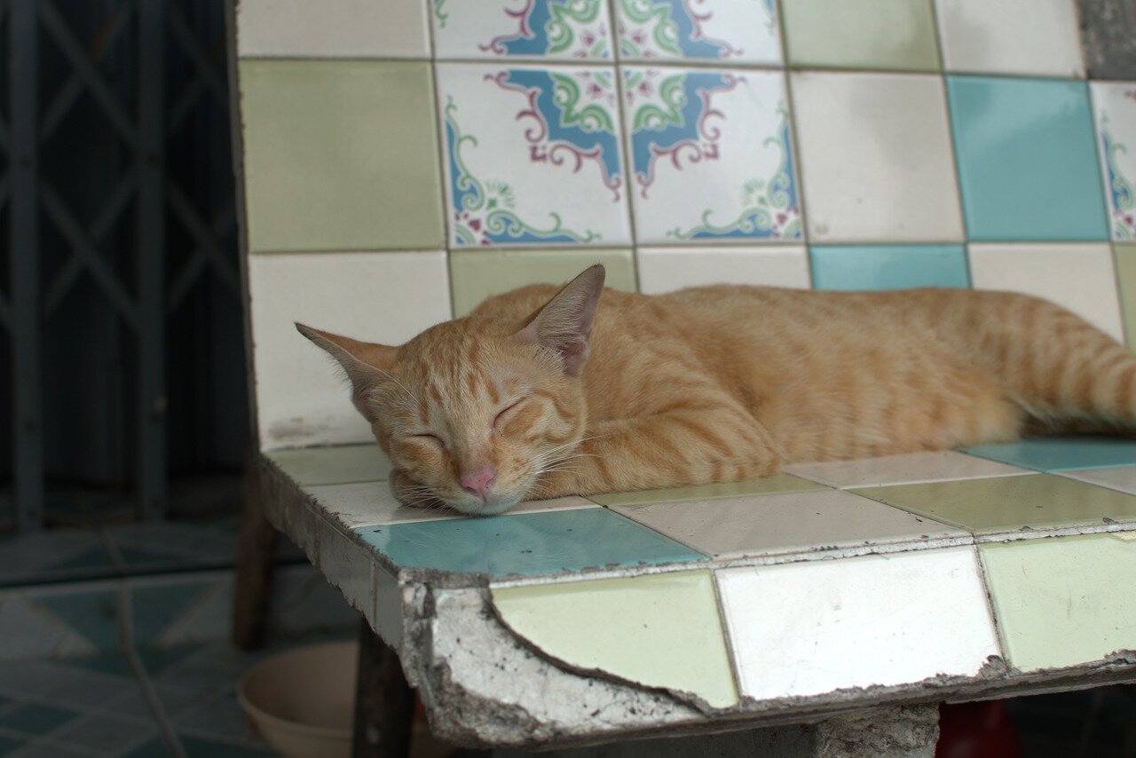 cat on tiled bench, Bangkok, Thailand