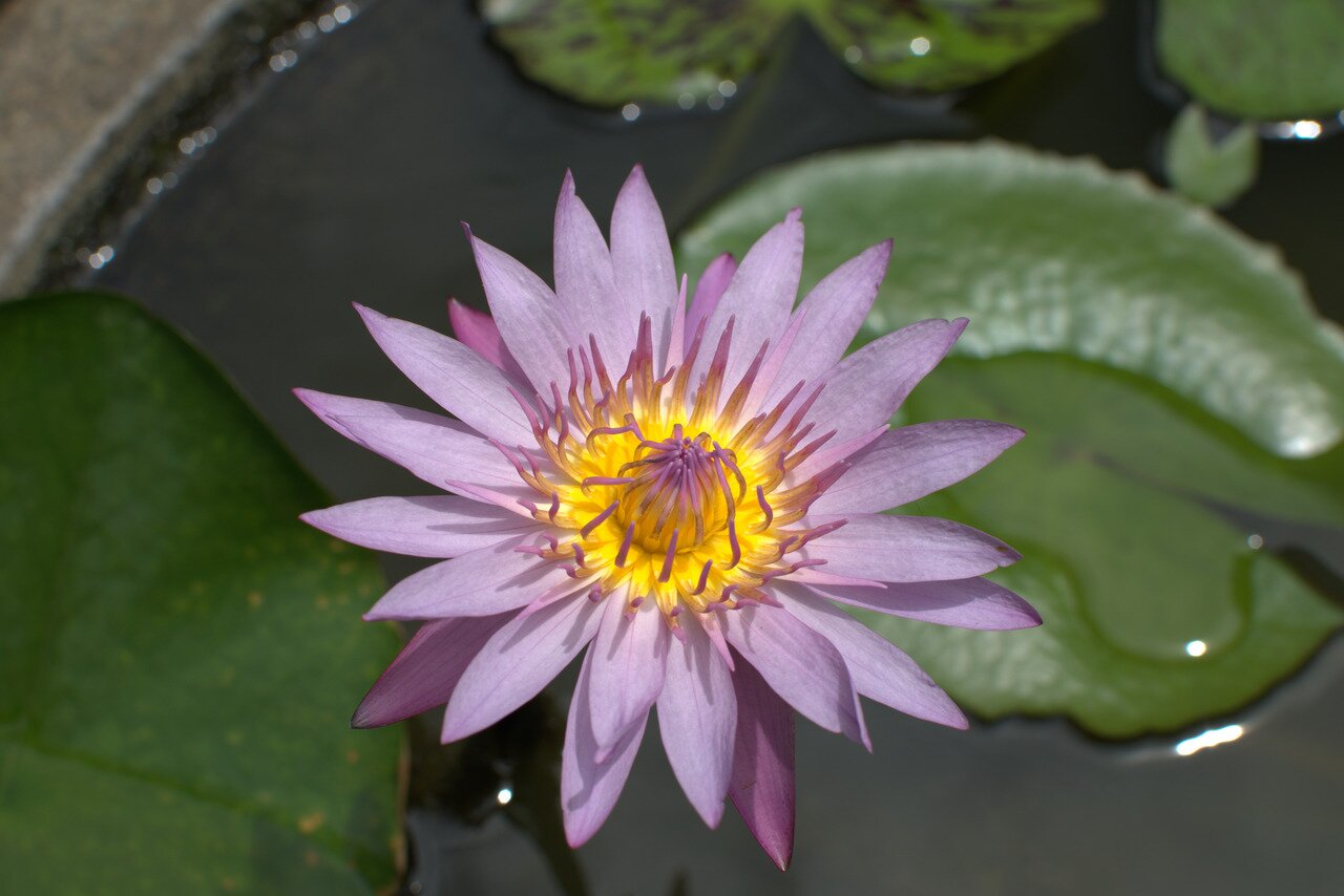 water lily, Bangkok, Thailand