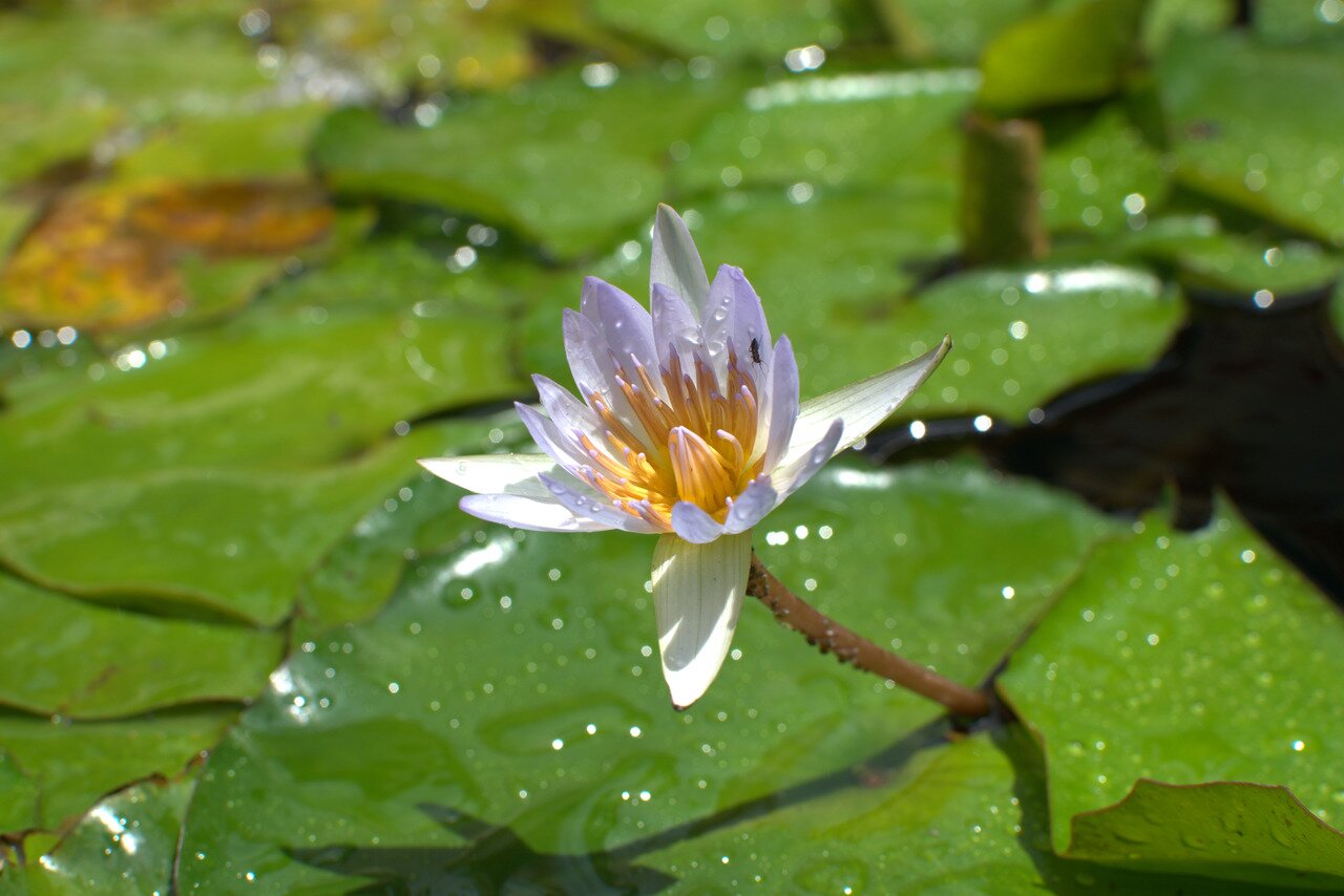 water lily, Kanchanaburi, Thailand