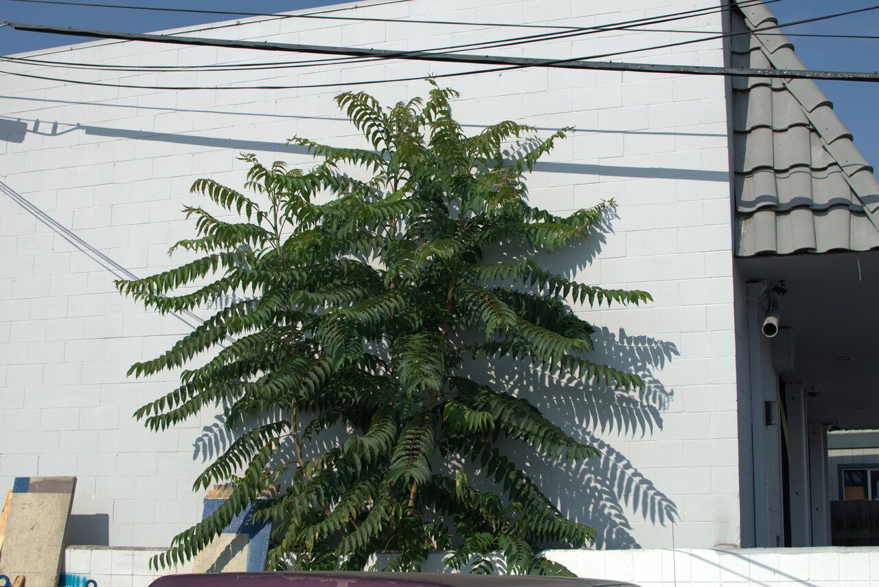 weed tree, San José, California
