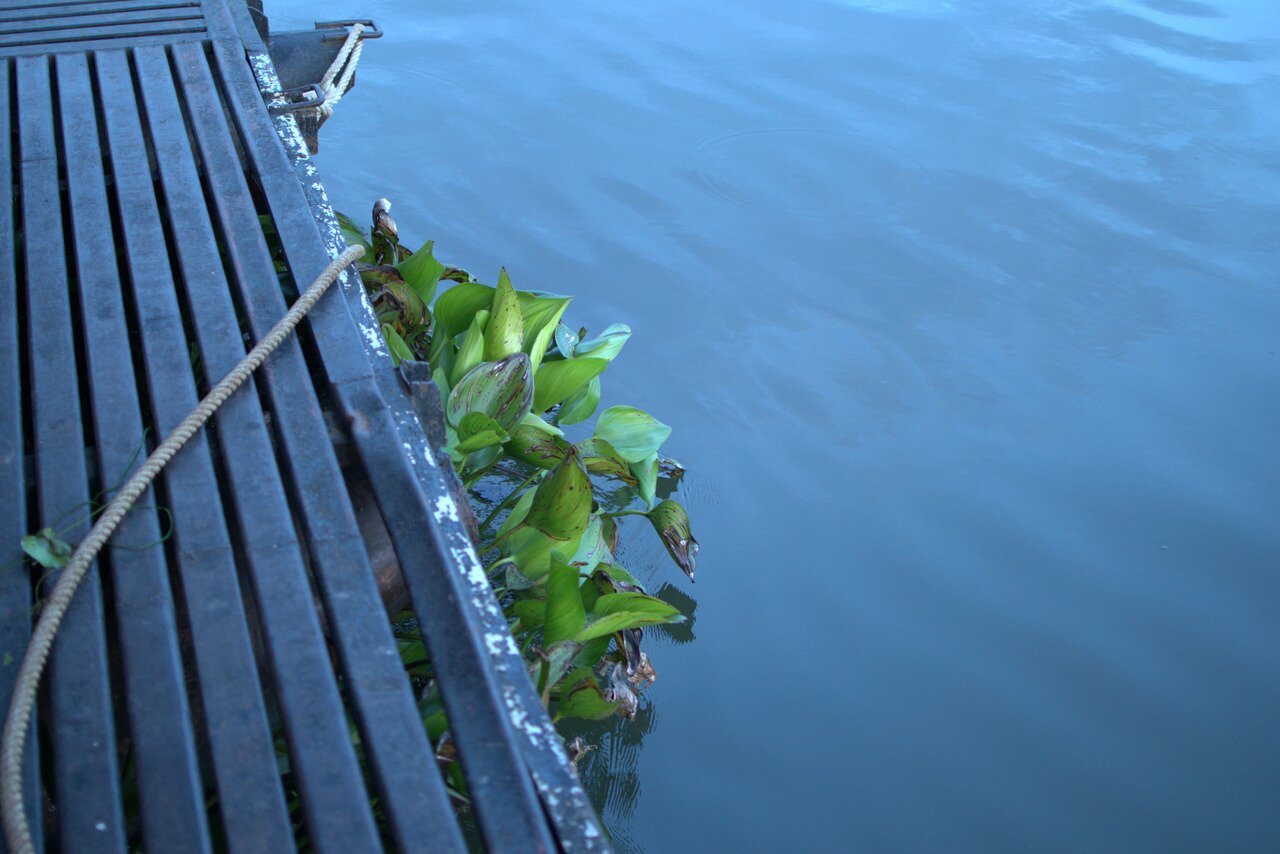 water hyacinth, Mae Klong, Kanchanaburi, Thailand