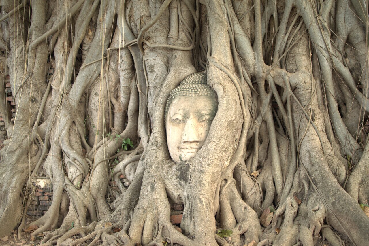 Buddha's head, Wat Mahathat, Ayutthaya, Thailand