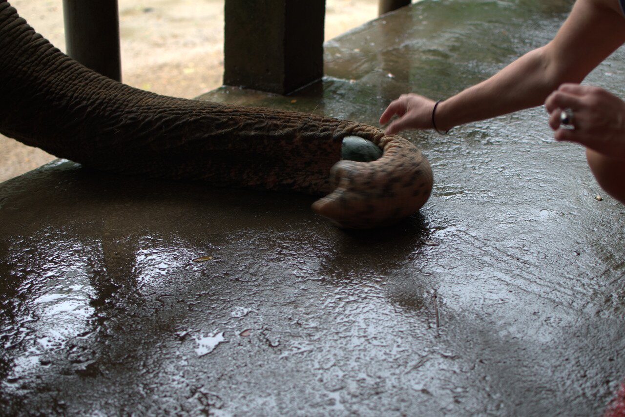 elephant trunk and watermelon, Chiang Mai, Thailand