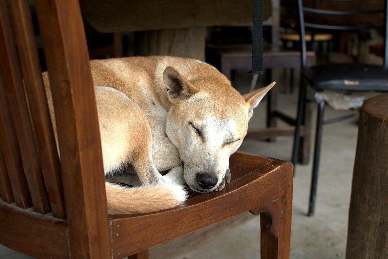 sleeping dog, Elephant Nature Park, Chiang Mai, Thailand