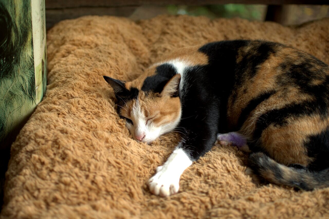 sleeping cat, Elephant Nature Park, Chiang Mai, Thailand