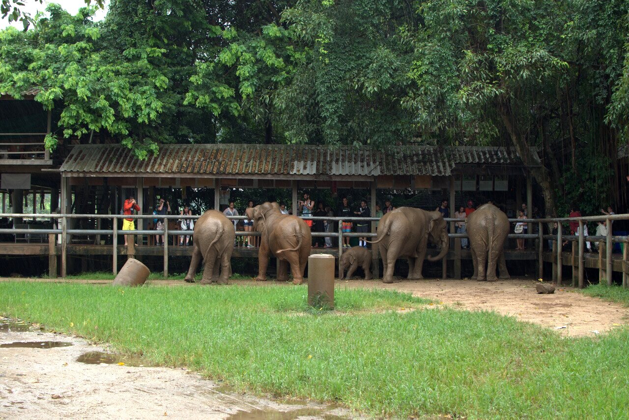 tourists feeding elephants, Elephant Nature Park, Chiang Mai, Thailand