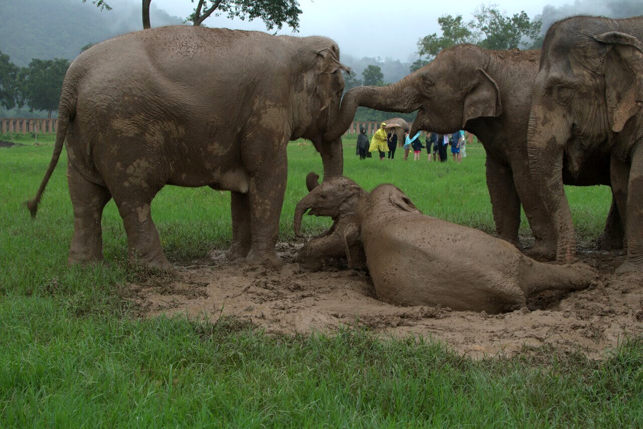muddy elephants, Elephant Nature Park, Chiang Mai, Thailand