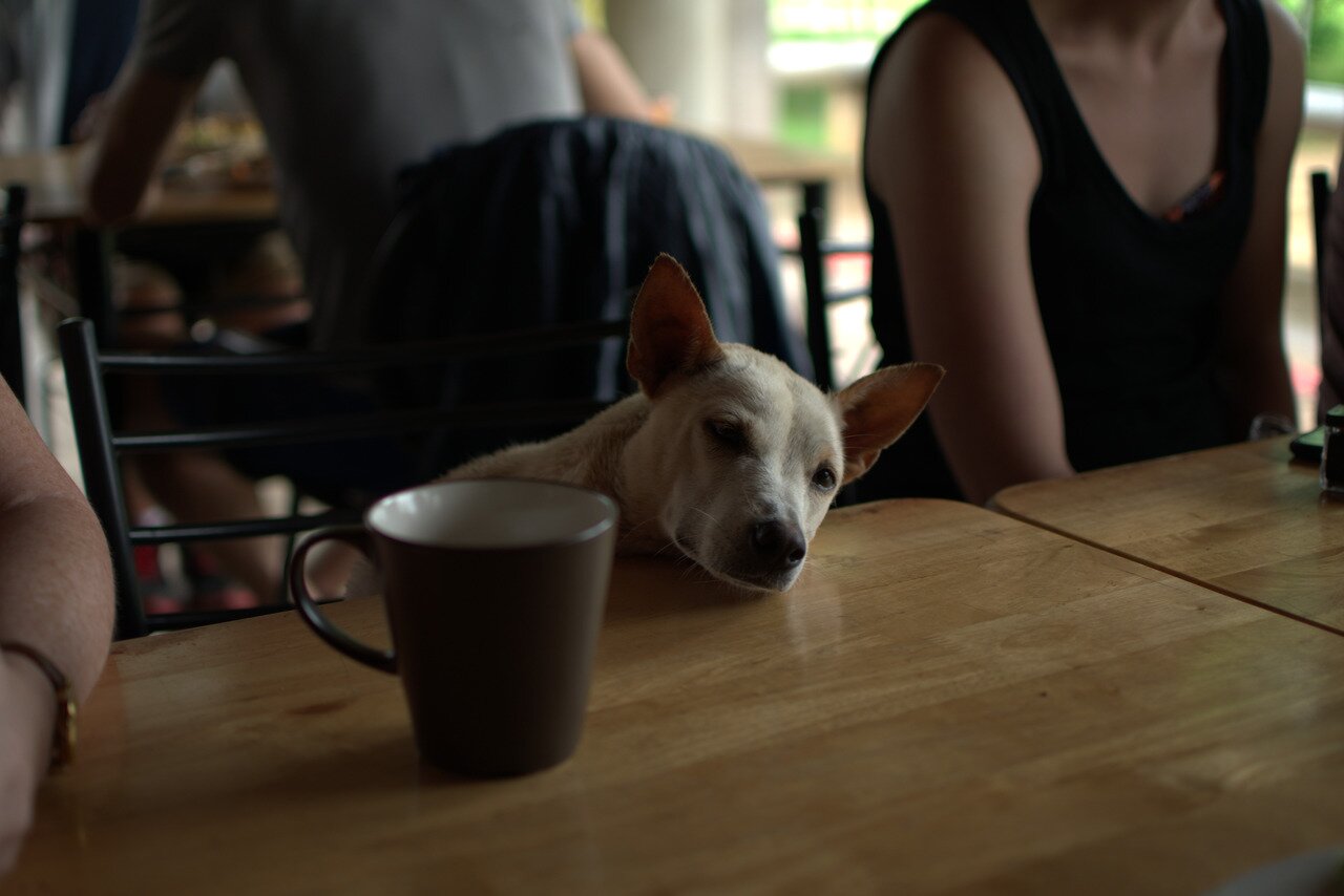 looking for attention, Elephant Nature Park, Chiang Mai, Thailand