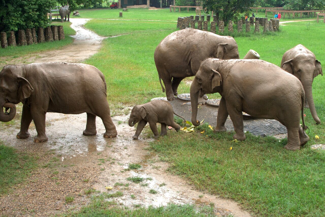 elephants, Elephant Nature Park, Chiang Mai, Thailand