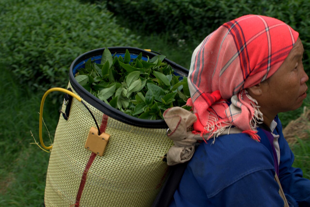 tea harvesting, 101 Tea Plantation, Doi Mae Salong, Thailand