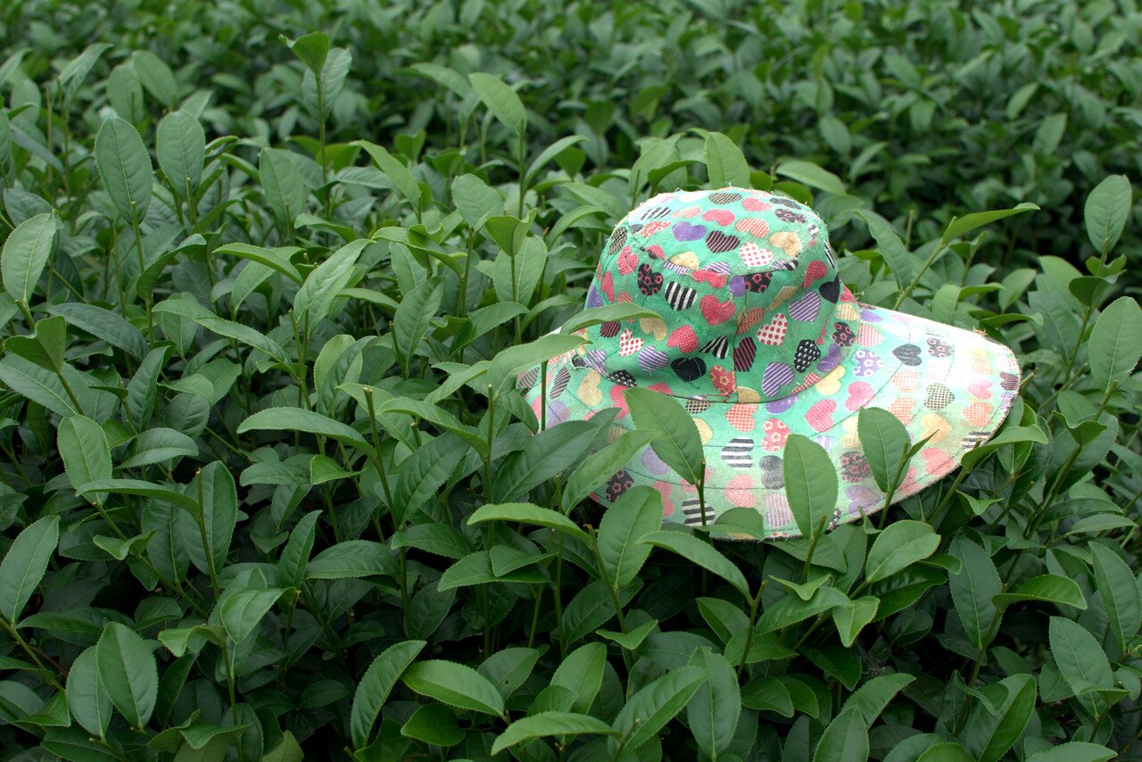 sun hat and tea, 101 Tea Plantation, Doi Mae Salong, Thailand