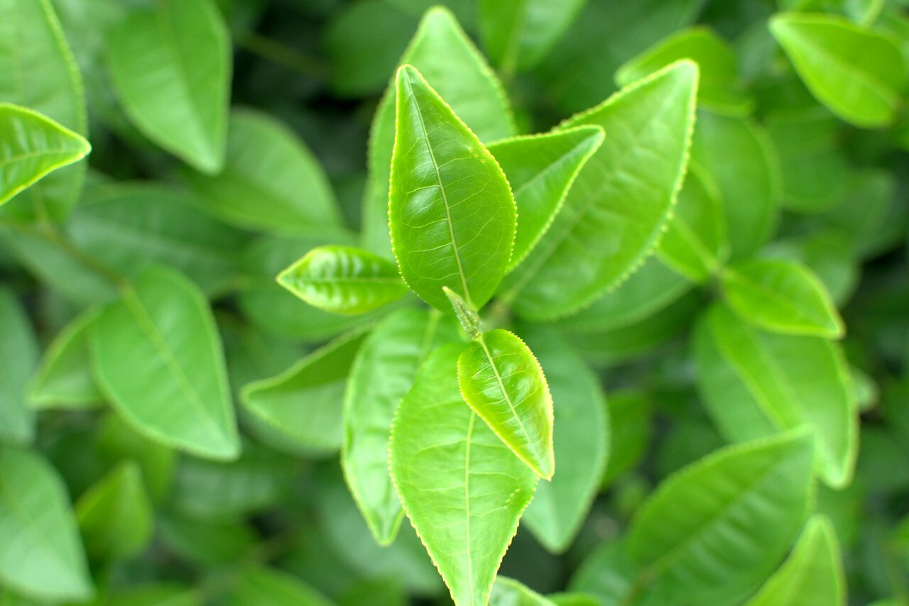 tea leaves, 101 Tea Plantation, Doi Mae Salong, Thailand
