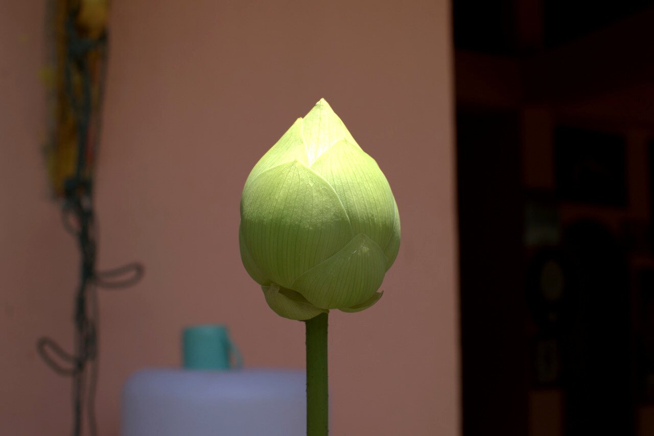 lotus bud, Mae Sai, Thailand