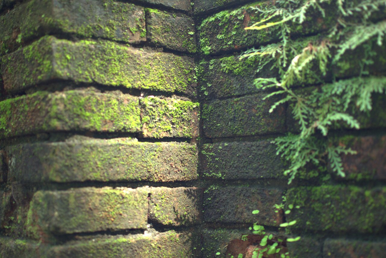 bricks, moss, and ferns, Wat Phra That Pu Khao, Thailand