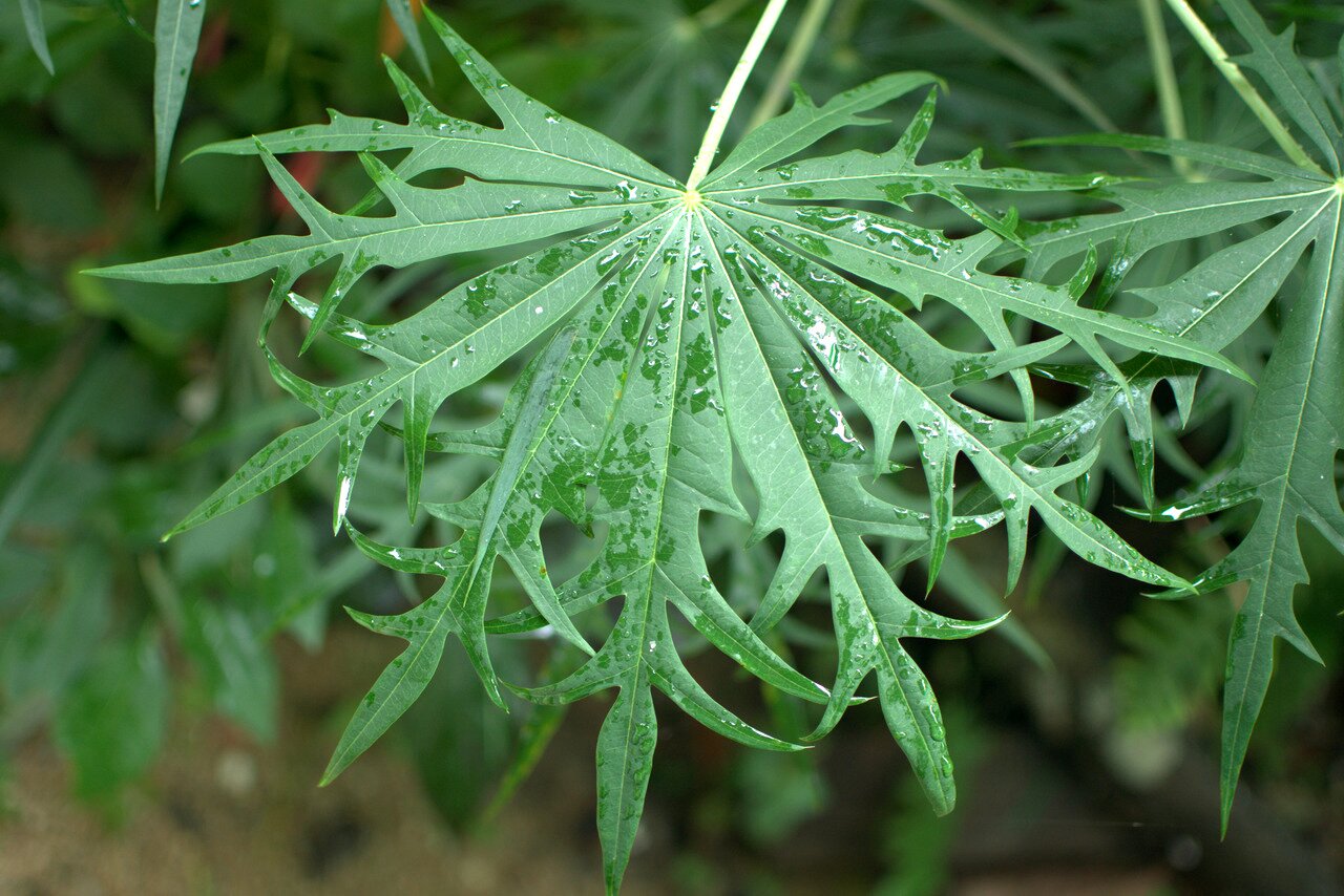 fancy leaf and raindrops, northern Thailand