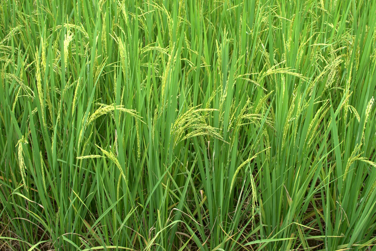 young rice, Baan Yang Khamnu, Thailand