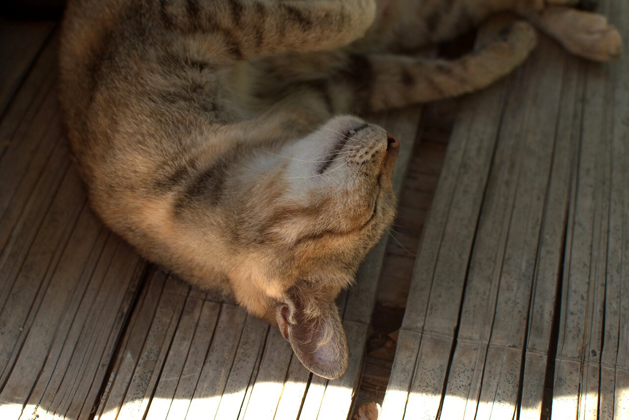 sleeping cat, Baan Pha Sert Nai, Thailand
