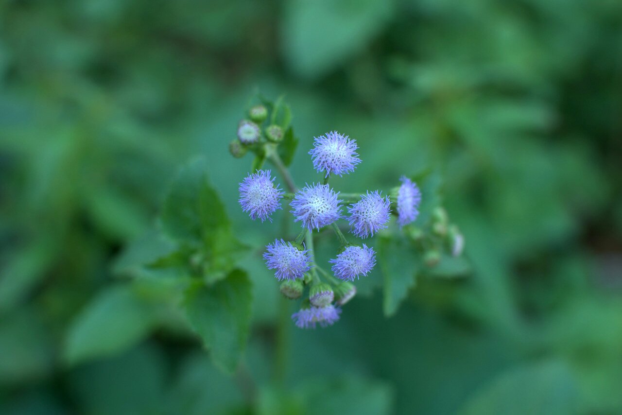 lavender-colored puffball flower, Baan Pha Sert Nai, Thailand