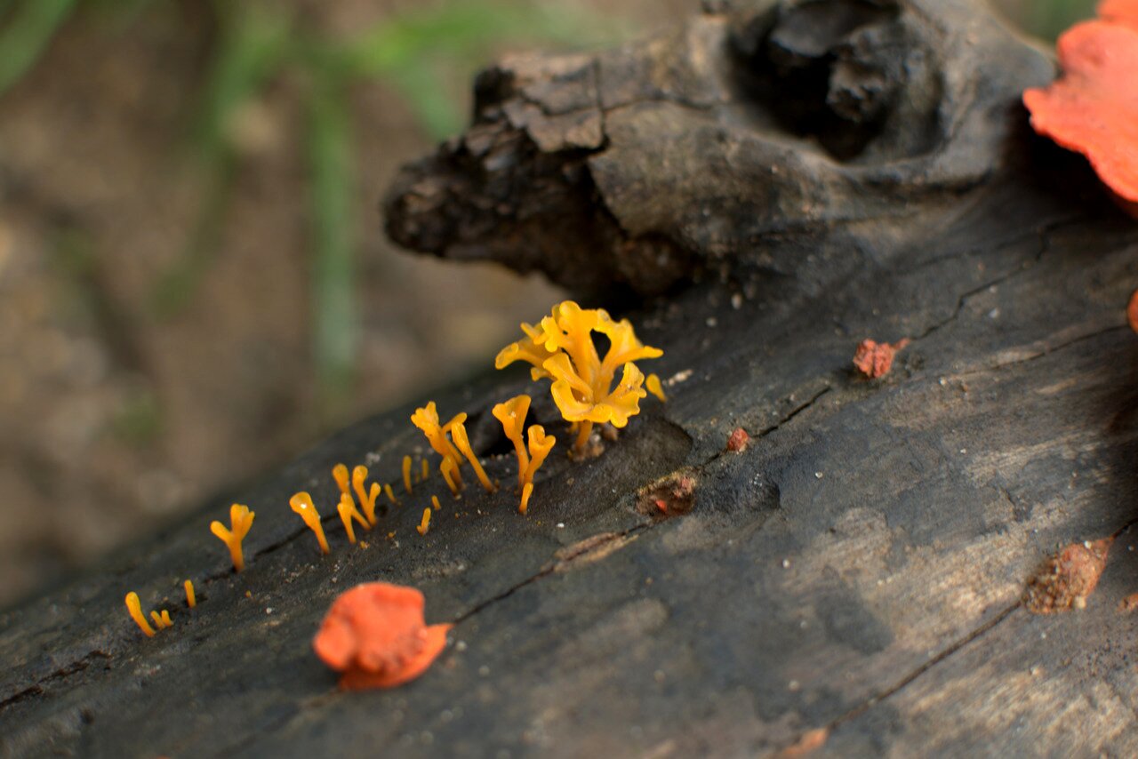 orange fungi, Baan Pha Sert Nai, Thailand