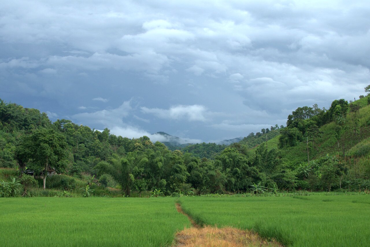 path into a field, Baan Pha Sert Nai, Thailand