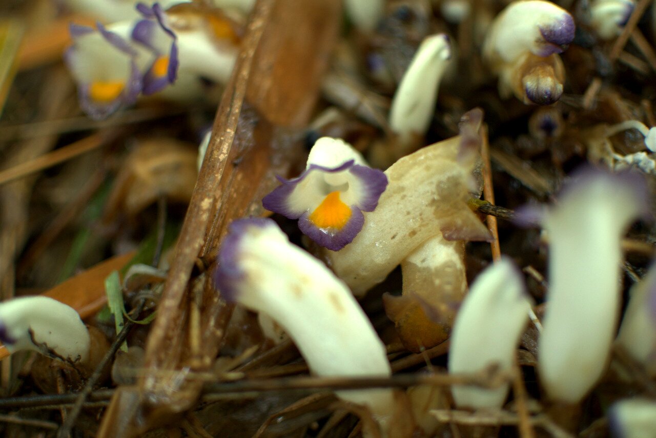 not ghost pipe, Baan Pha Sert Nai, Thailand