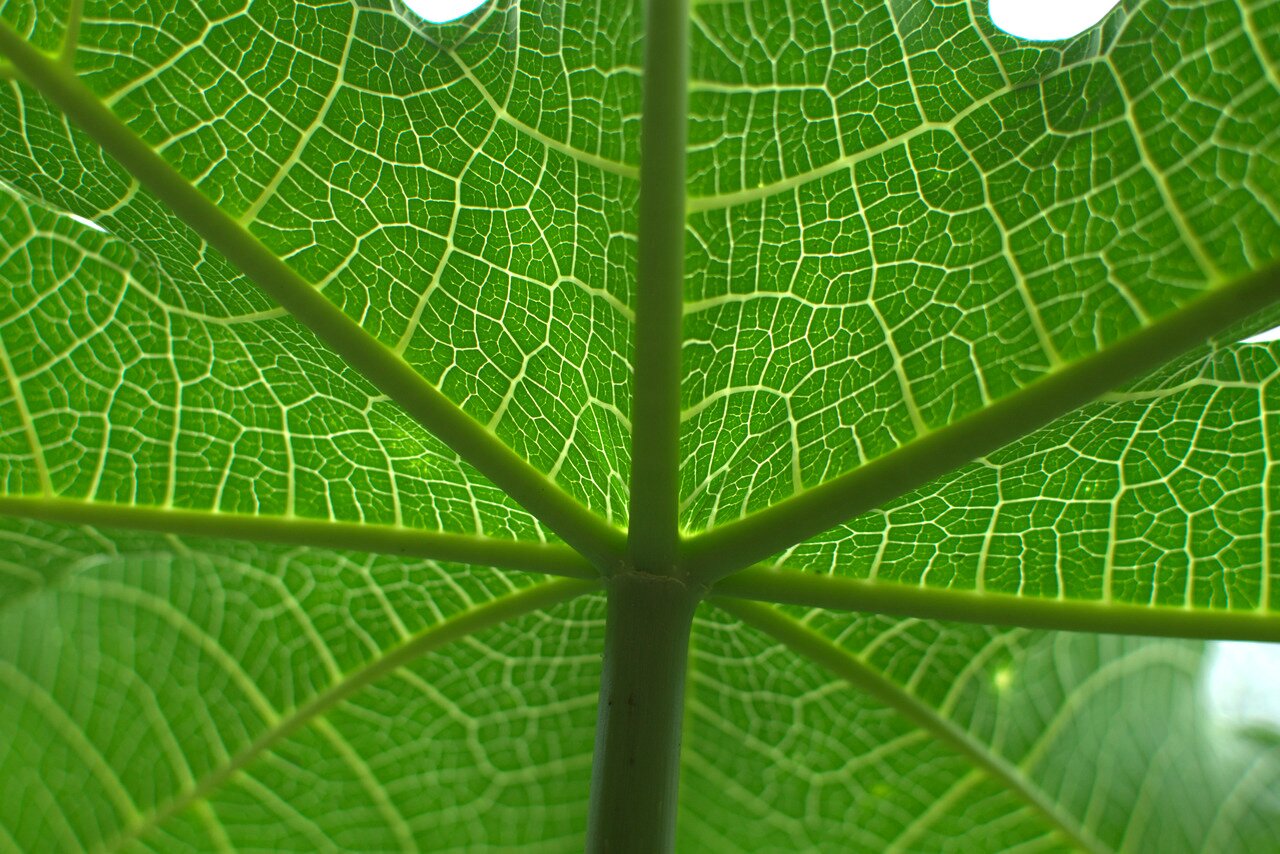 papaya leaf, Baan Khum Akha, Thailand