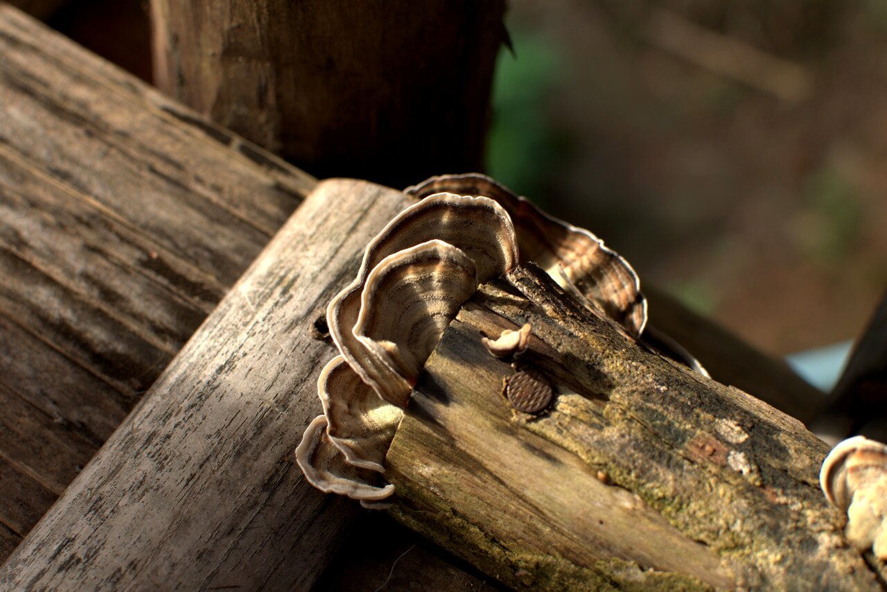 mushrooms and logs, Baan Khum Akha, Thailand