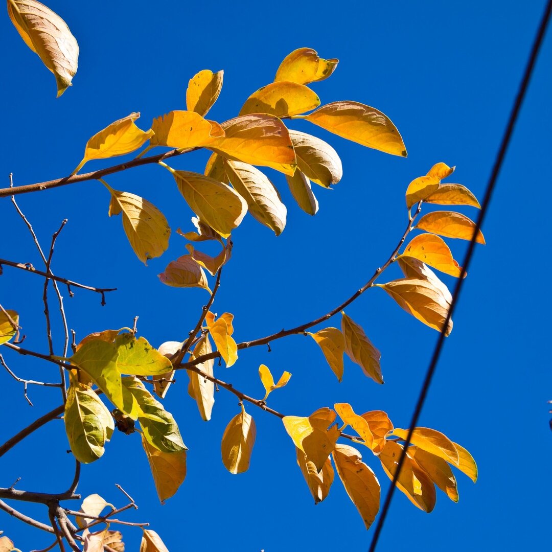 yellow leaves and blue sky, San José, California