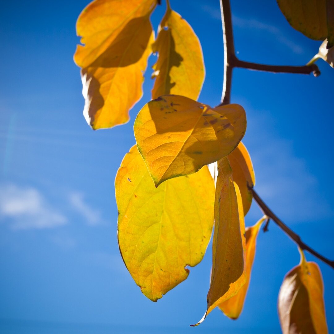 yellow leaves, San José, California