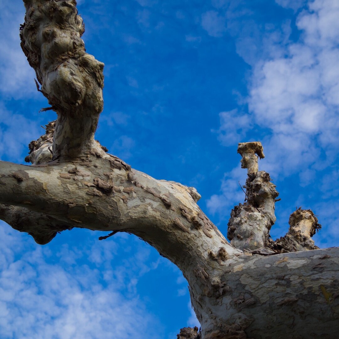 sycamore trunk, San José, California