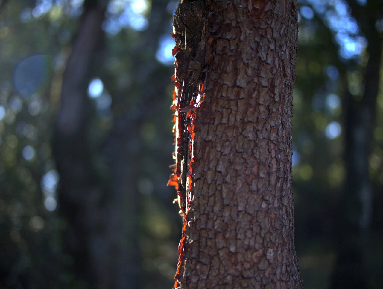 flaky bark, California