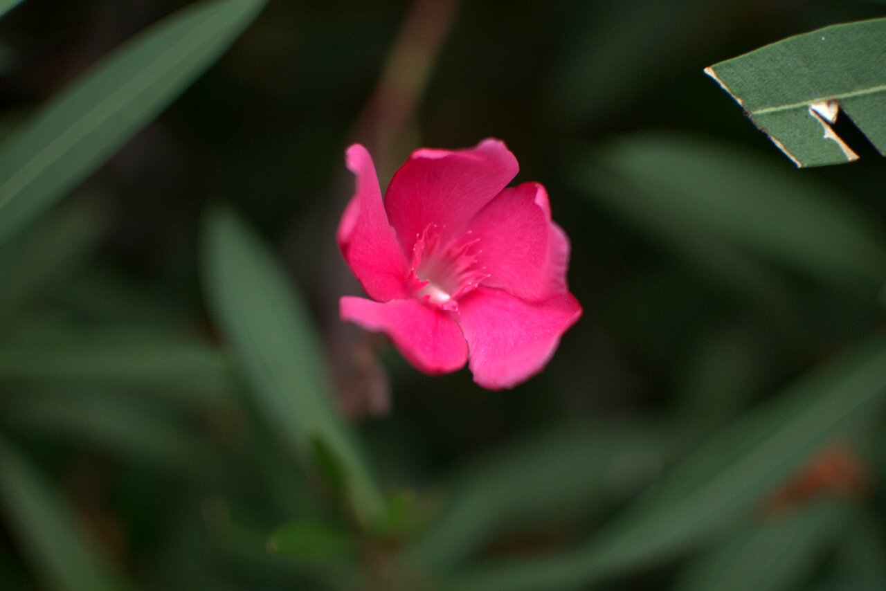 oleander flower, San José, California