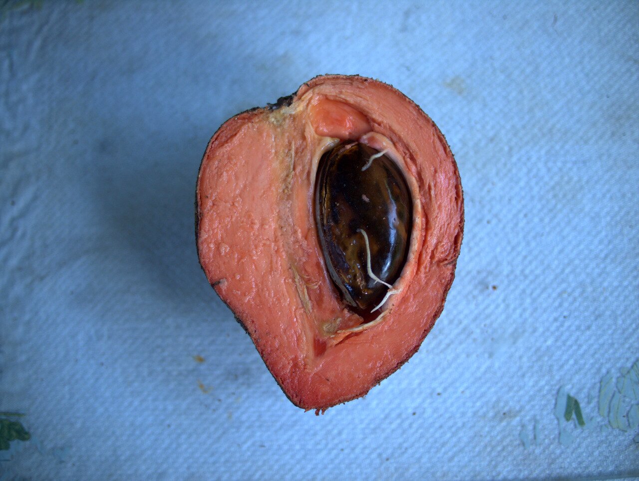 mamey sapote, Hawai‘i, Hawai‘i