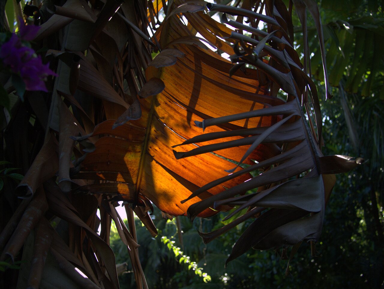 backlit banana leaf, Hawai‘i, Hawai‘i