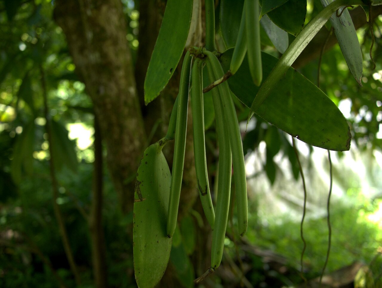green vanilla, Hawai‘i, Hawai‘i