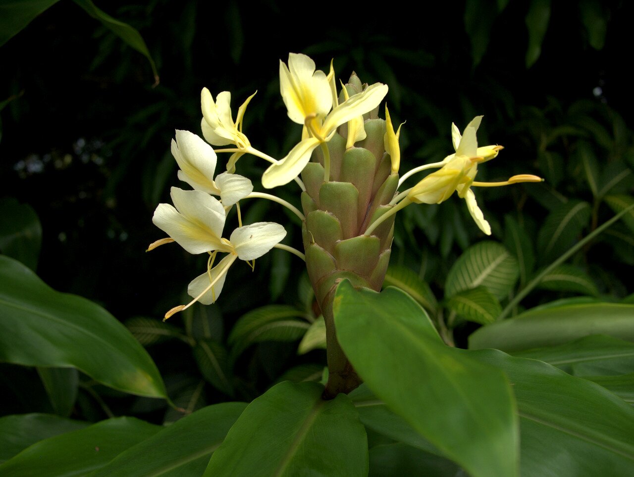 ginger flower, Hawai‘i, Hawai‘i