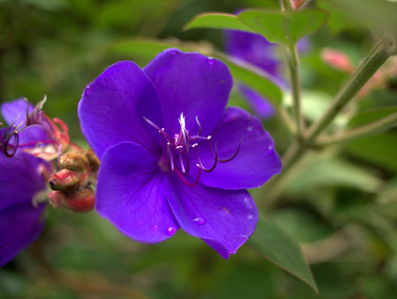 bright purple flower, Hawai‘i, Hawai‘i