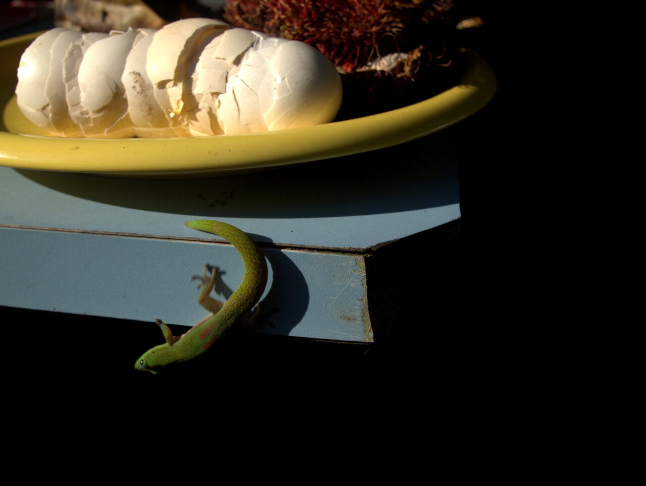 gecko and egg shells, Hawai‘i, Hawai‘i