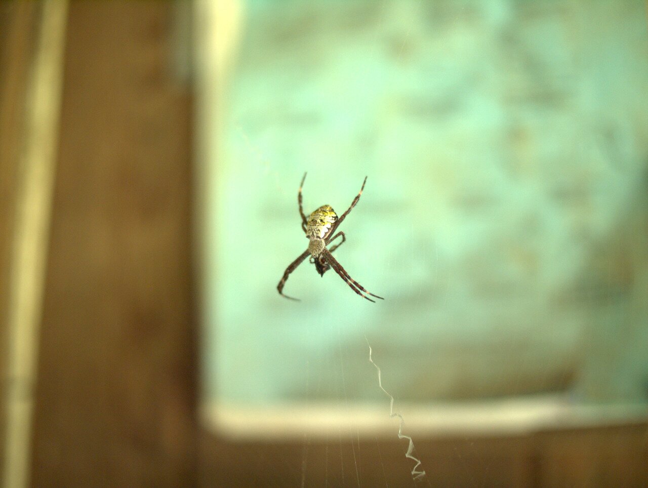 opalescent spider, Hawai‘i, Hawai‘i