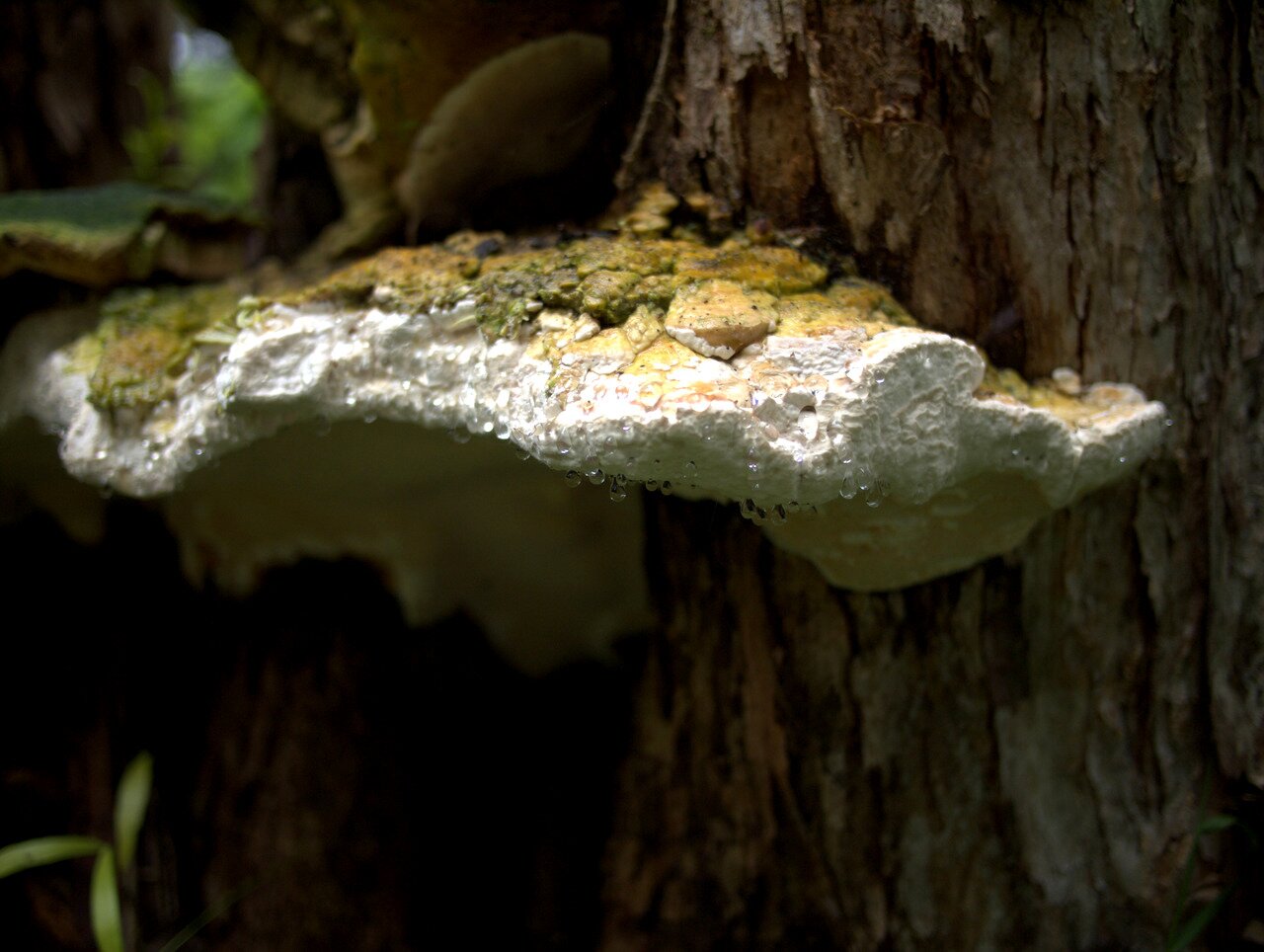 shelf fungus, Hawai‘i, Hawai‘i
